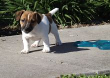 🟥🍁🟥LOVELY 🐶🐶 JACK RUSSELL TERRIER PUPPIES 💕💗💕 Image eClassifieds4u 3