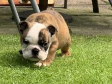 Remarkable English Bulldog puppies for adoption Image eClassifieds4U