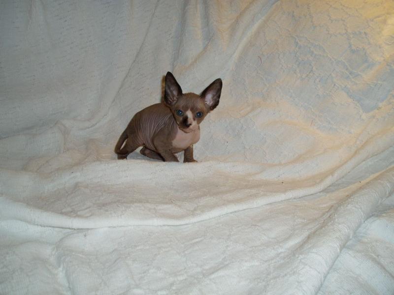 Awesome Canadian Sphynx kittens for adoption Image eClassifieds4u