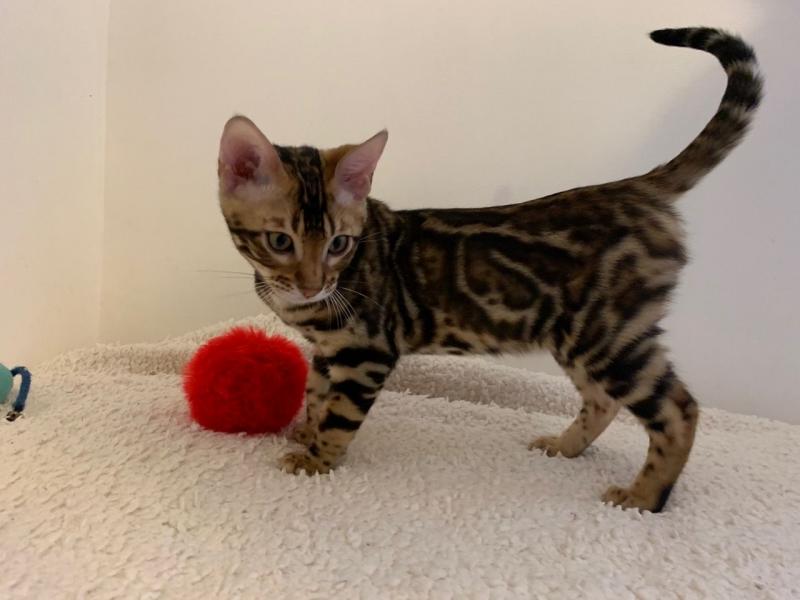 Bengal kittens male and female for adoption Image eClassifieds4u