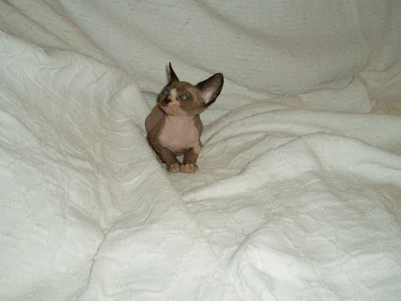 Trained Gorgeous Canadian Sphynx kittens for adoption Image eClassifieds4u