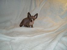 Awesome Canadian Sphynx kittens for adoption