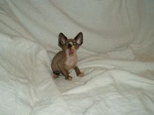 Excellent Canadian Sphynx kittens for adoption