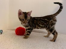 Healthy Registered Bengal kittens