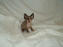 Healthy Registered Canadian Sphynx kittens