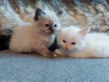 Ragdoll kittens male and female for adoption