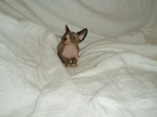 Trained Gorgeous Canadian Sphynx kittens for adoption
