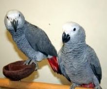 Amazing talking twin African Grey Parrots