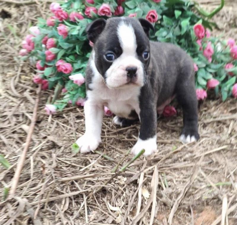 Amazing Boston Terrier puppies for adoption Image eClassifieds4u