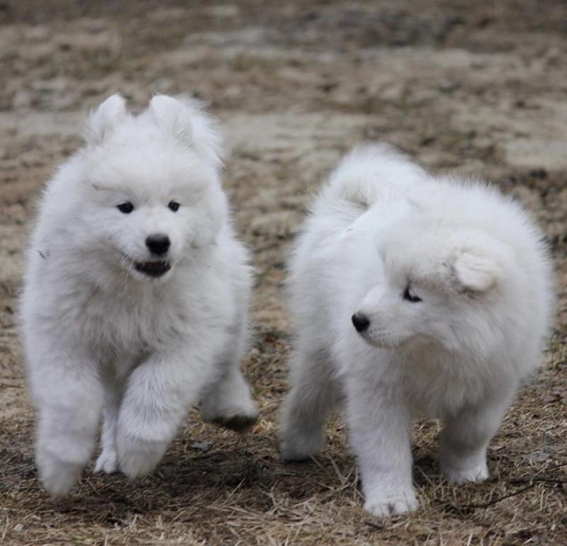 Super Pretty Samoyed Puppies For Adoption Image eClassifieds4u