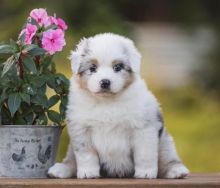 AUSTRALIAN SHEPHERD male and female puppies for adoption