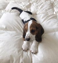 Awesome Basset Hound puppies for adoption