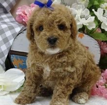 Precious Toy Poodle Puppies For Adoption