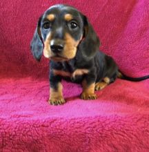 Purebred Dachshund puppies for adoption