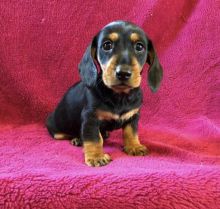 Purebred Dachshund puppies for adoption