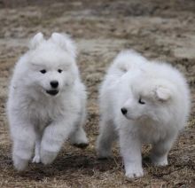 Super Pretty Samoyed Puppies For Adoption