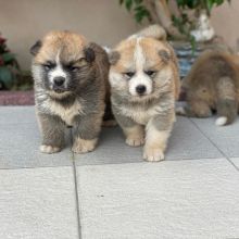 Trained Gorgeous Akita puppies for adoption