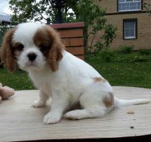 Healthy Registered Cavalier King Charles puppies Image eClassifieds4U