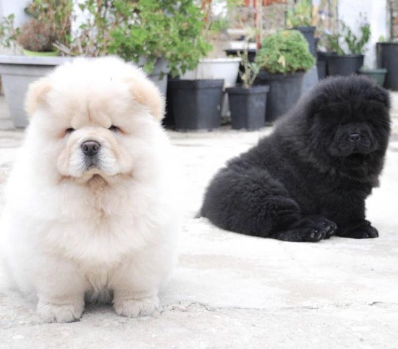 Adorable Chow Chow puppies for adoption Image eClassifieds4u