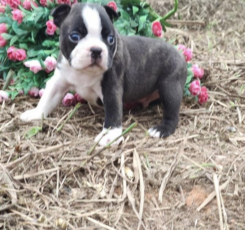 Amazing Boston Terrier puppies for adoption Image eClassifieds4u