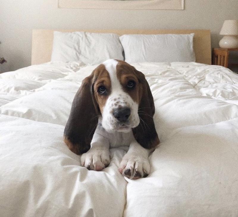 Awesome Basset Hound puppies for adoption Image eClassifieds4u