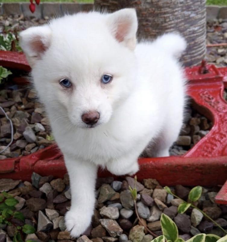 Kind Hearted Pomsky puppies Image eClassifieds4u