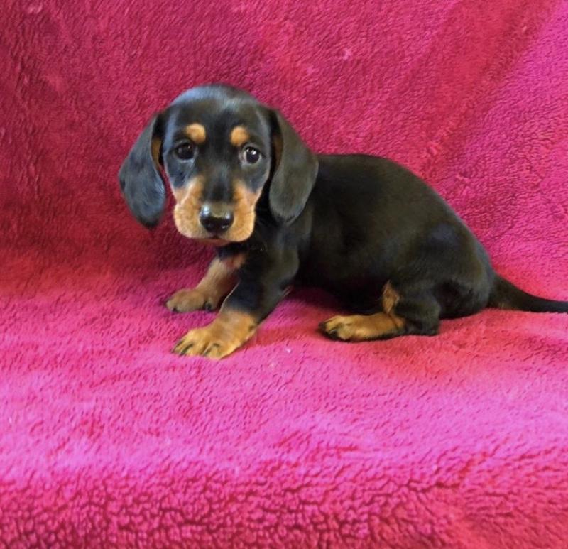 Purebred Dachshund puppies for adoption Image eClassifieds4u