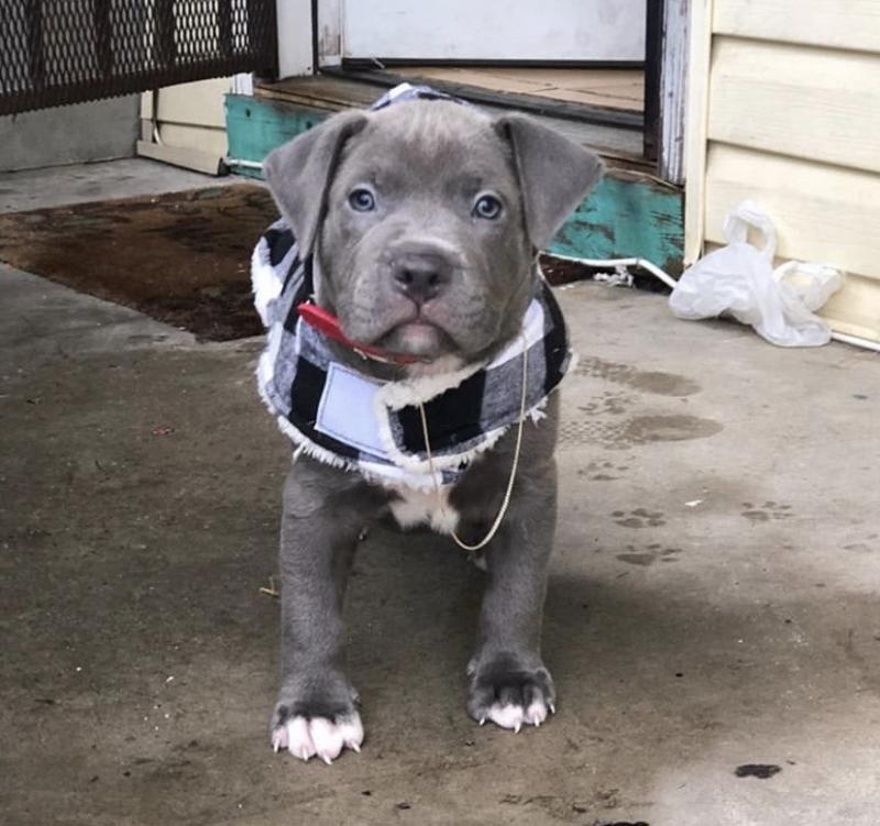 Remarkable Blue nose pitbull puppies for adoption Image eClassifieds4u