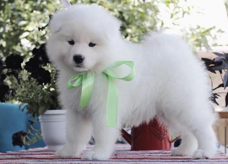 Super Pretty Samoyed Puppies For Adoption Image eClassifieds4u