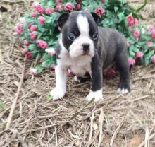 Amazing Boston Terrier puppies for adoption