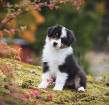 AUSTRALIAN SHEPHERD male and female puppies for adoption