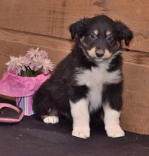🟥🍁🟥AUSTRALIAN SHEPHERD PUPPIES 🐶🐶 READY FOR A NEW HOME 💕💗💕