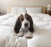 Awesome Basset Hound puppies for adoption