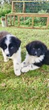 Charming Newfoundland Puppies For Adoption