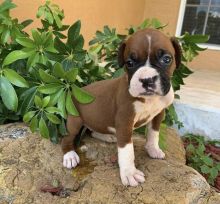 Fabulous Boxer puppies for adoption