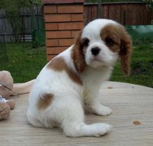 Healthy Registered Cavalier King Charles puppies