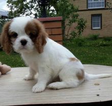 Healthy Registered Cavalier King Charles puppies