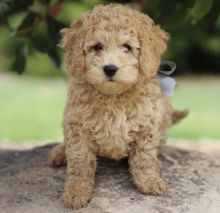 Healthy Registered GOLDEN DOODLE puppies