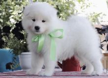 Super Pretty Samoyed Puppies For Adoption