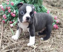 Amazing Boston Terrier puppies for adoption