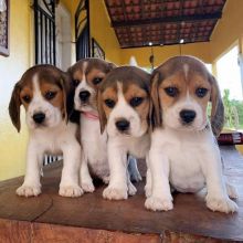Beautiful Beagle pups (scott85graham@gmail.com)