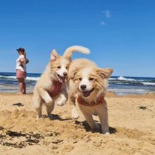 Beautiful Border collie puppies (steves85scott@gmail.com)