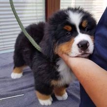 Bernese mountain puppies (lenonfrank8@gmail.com)