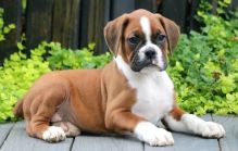 Boxer puppies (scottsteve8413@gmail.com)