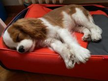 Cavalier King Charles spaniel puppies (leonben877@gmail.com)