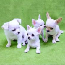 Chihuahua puppies (smith85scott@gmail.com)
