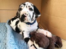 Greatdane puppies (williamscurtz39@gmail.com)