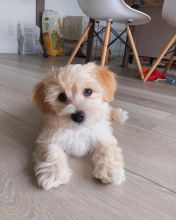 Havanese puppies (tomliam017@gmail.com)