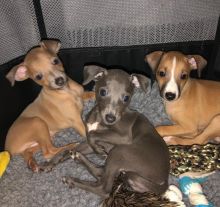 Italian Greyhound (toms81693@gmail.com)