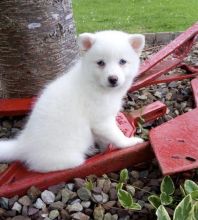 Kind Hearted Pomsky puppies